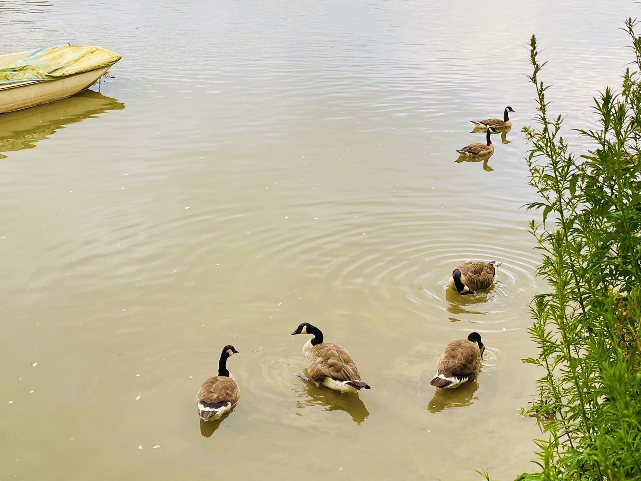 HIGH ANGLE VIEW OF BIRDS IN LAKE