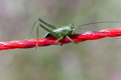 Close-up of insect on red leaf