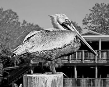 Close-up of bird perching outdoors