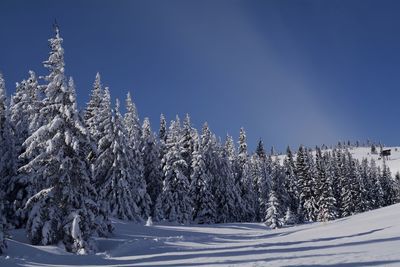 Frozen trees on landscape against clear blue sky