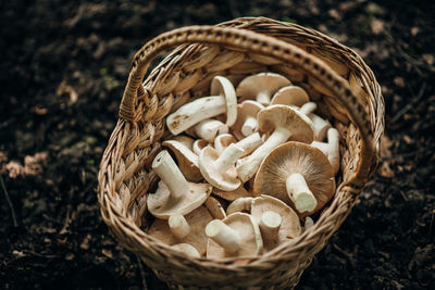 Close-up of mushrooms in basket