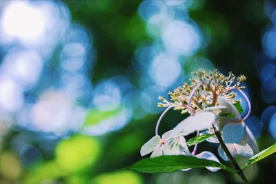 Close-up of white flowering plant