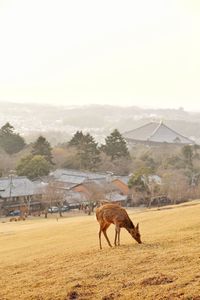 Horse standing in a farm