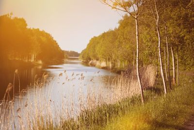 Scenic view of lake amidst trees against sky