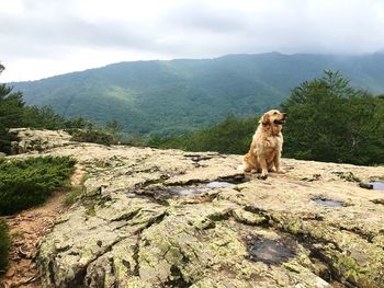 Dog sitting on rock