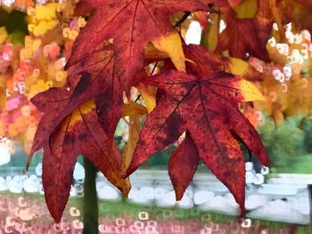 Close-up of autumnal leaves on plant