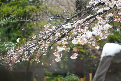 Close-up of cherry blossom tree