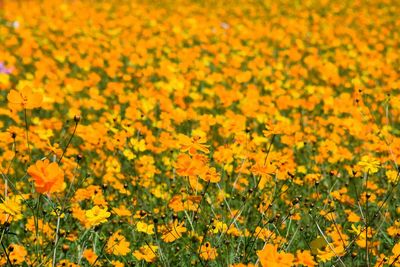 Full frame shot of yellow flowering plants on field