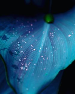 Close-up of wet blue flower