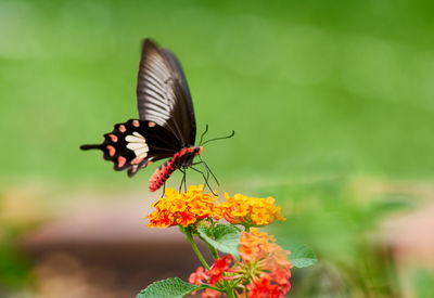 Butterfly perching on the flower