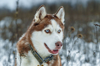 Dog looking away on snow field