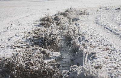 High angle view of dry plants on snow covered field