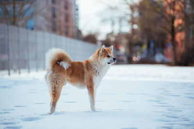 Dog standing on snow covered land