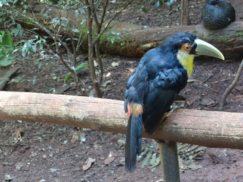 Close-up of bird perching on wood