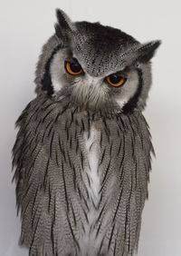 Close-up portrait of owl