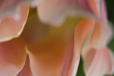 Close-up of flower blooming outdoors