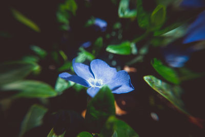 Close-up of purple flowering plant