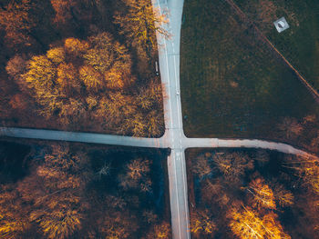 Aerial view of autumn trees in forest