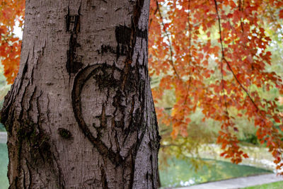 Close-up of heart shape on tree trunk during autumn