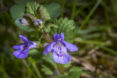 Close-up of purple flowering plant