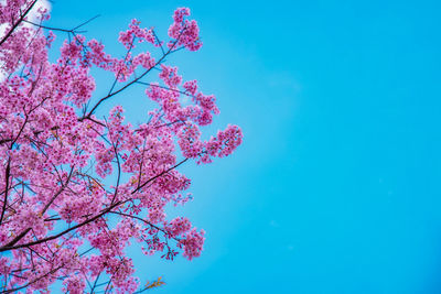 Low angle view of pink cherry blossom against blue sky