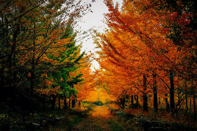 Trees in forest during autumn