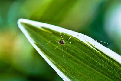 Close-up of insect on leaf