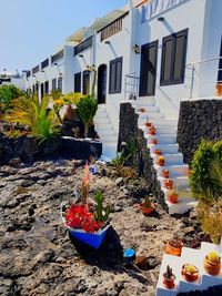 Potted plants outside building