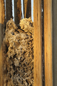 Close-up of damaged tree trunk against wall