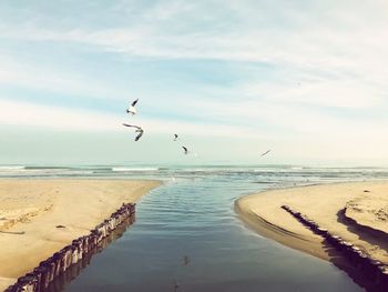 Seagulls flying over beach against sky