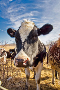 Close-up of cow standing in a field