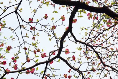 Low angle view of flower tree against sky
