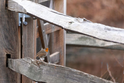 Bird perching on a fence