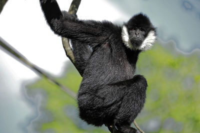 A human expression on a gibbon's face