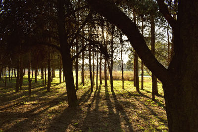 Trees in forest