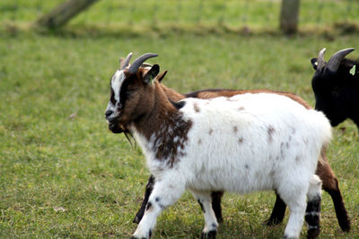 Sheep standing in a field