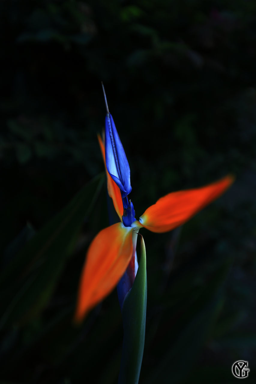 CLOSE-UP OF MULTI COLORED OBJECTS