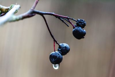 Close-up of berries growing on tree