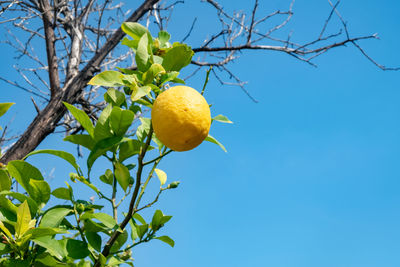 Low angle view of fruits growing on tree against sky