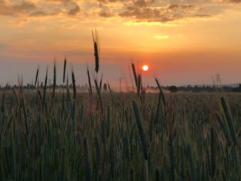 Crops growing on field against sky during sunset