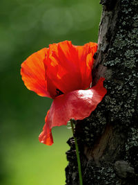 Close-up of orange flower against tree trunk
