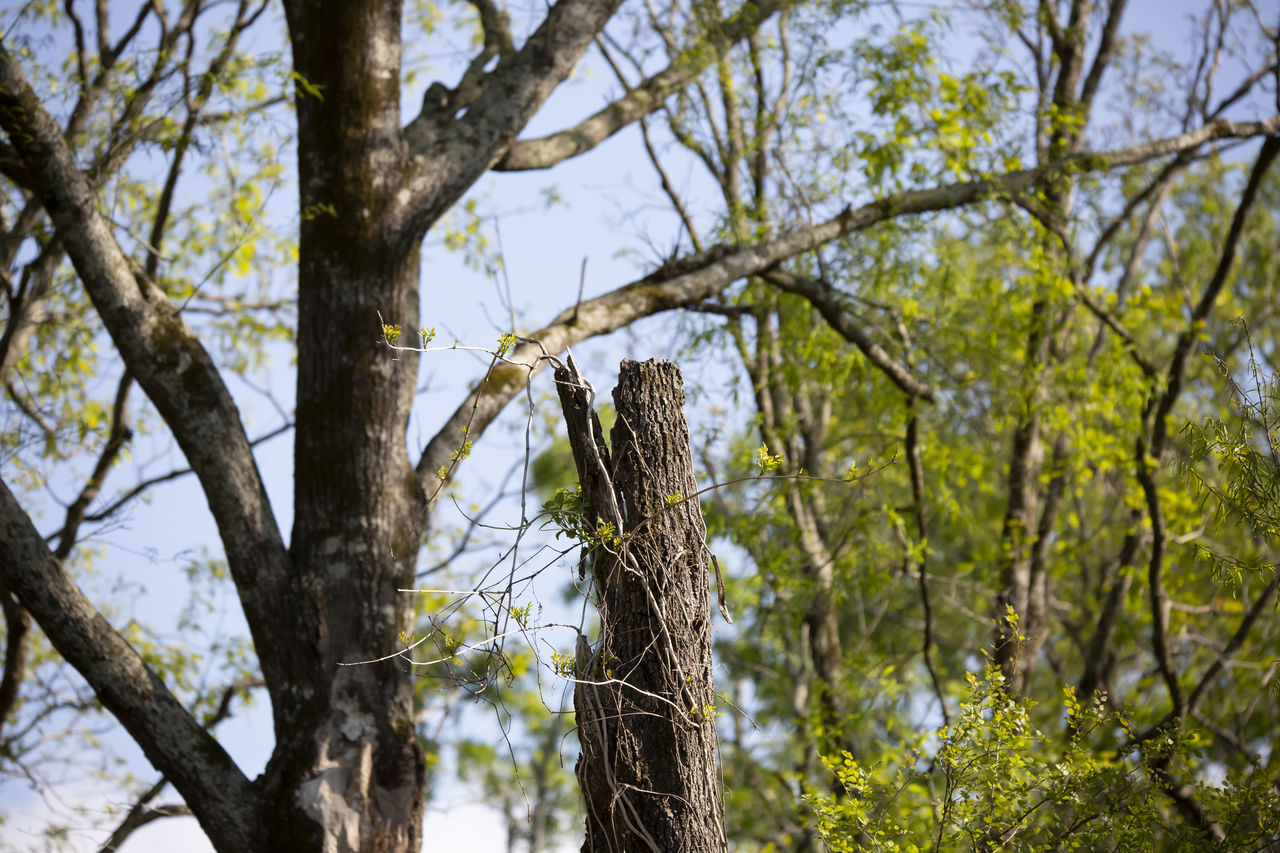 LOW ANGLE VIEW OF TREES GROWING IN FOREST