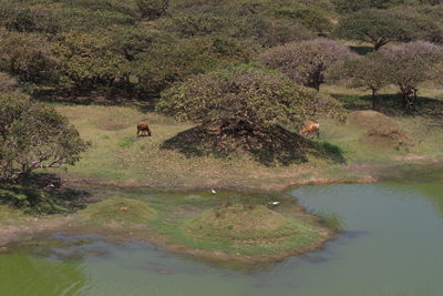 View of a lake in a forest