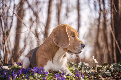 Dog looking away on plant