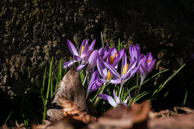 Close-up of purple crocus flowers