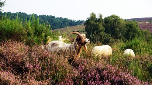 Goat on grassy field