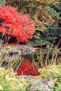 Close-up of red maple tree in water