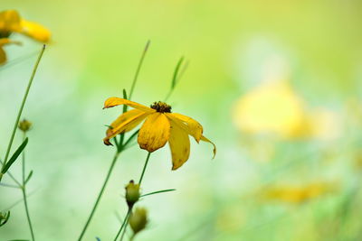 Close-up of honey bee on yellow flowering plant