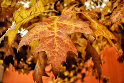 Close-up of yellow maple leaves in autumn