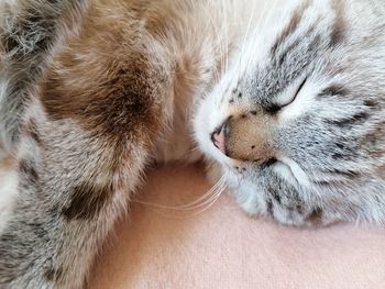 Close-up of cat sleeping